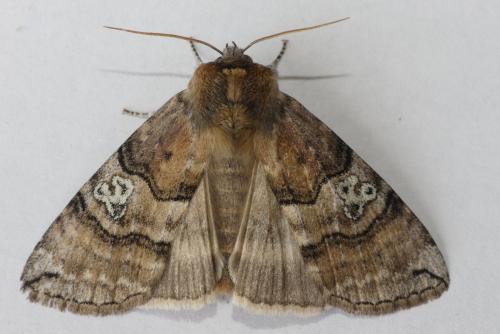 Réf. 183 334 : Tethea ocularis